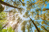 Scenic nature wallpaper with a peaceful and uplifting woodland theme.