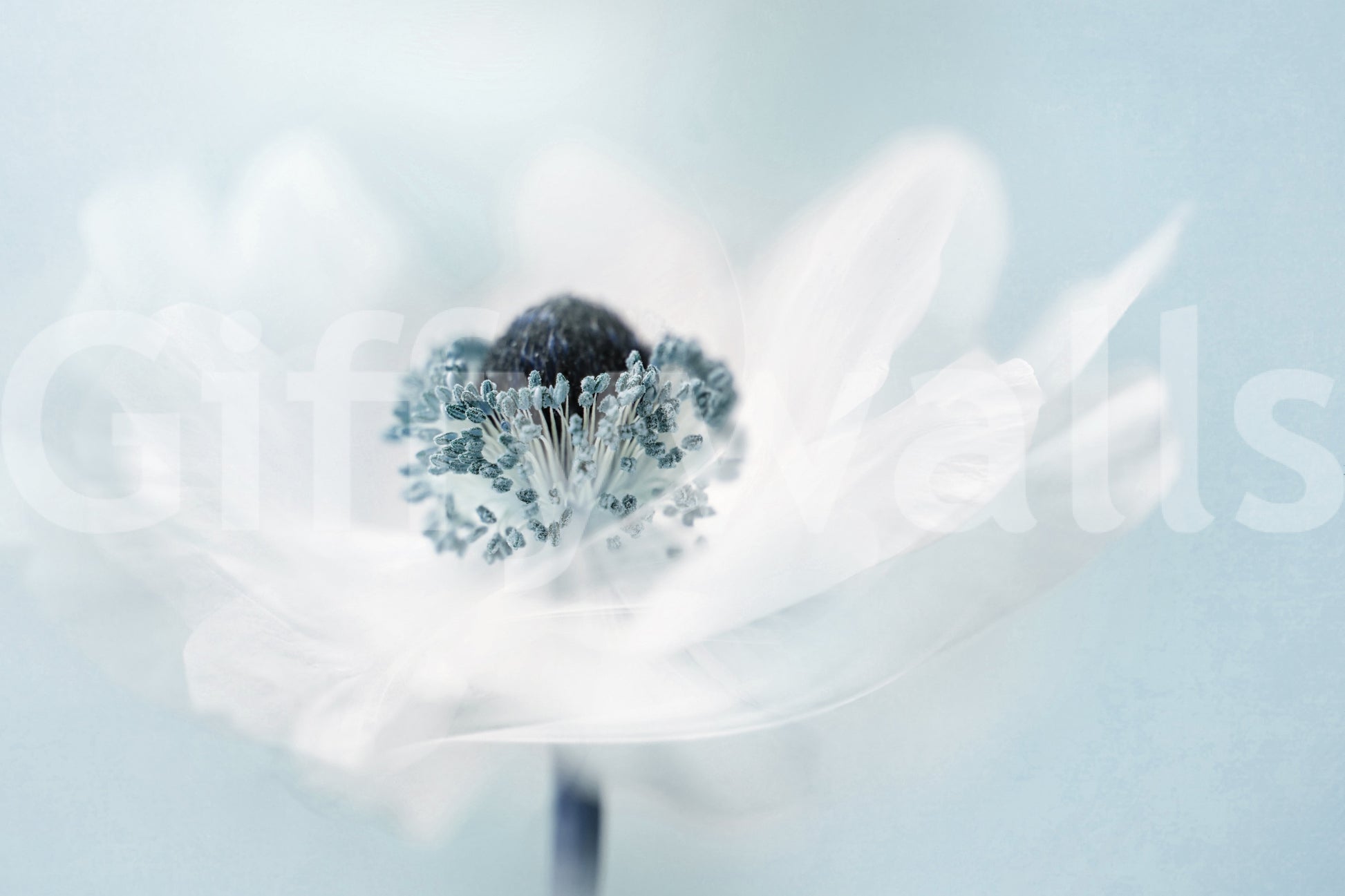 A high-quality serene flower wall mural for walls.

