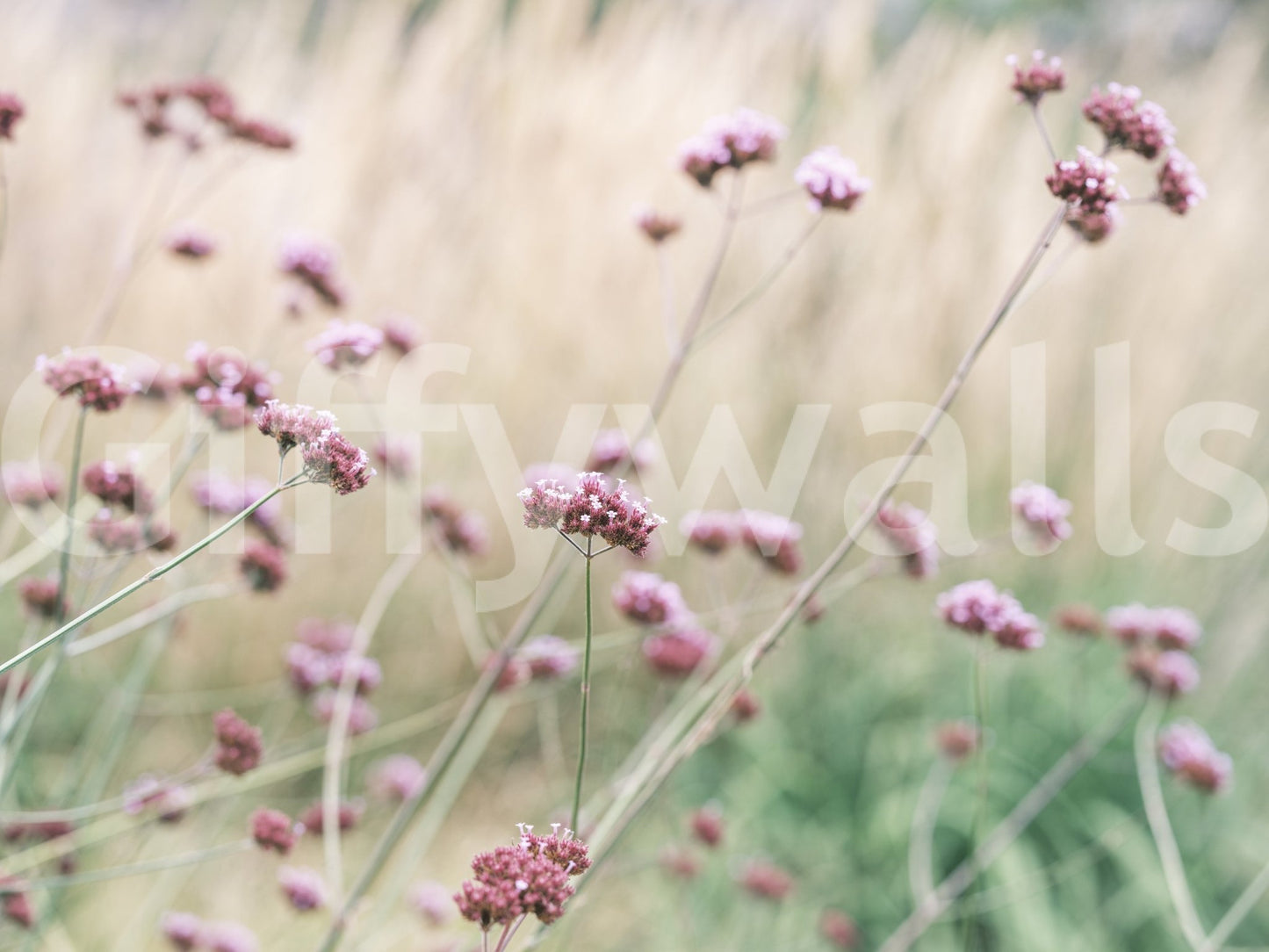 Soft Pink Field Bliss Wall Mural