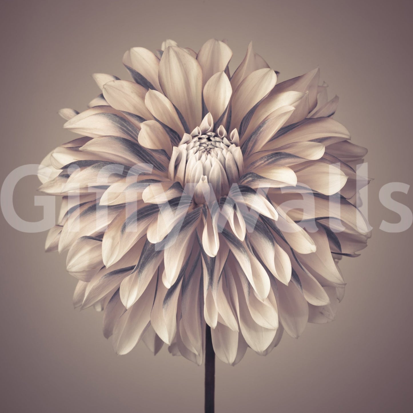 Pastel dahlia wallpaper for a serene and calm hallway wall mural., GD7692