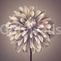 Pastel dahlia wallpaper for a serene and calm hallway wall mural., GD7692