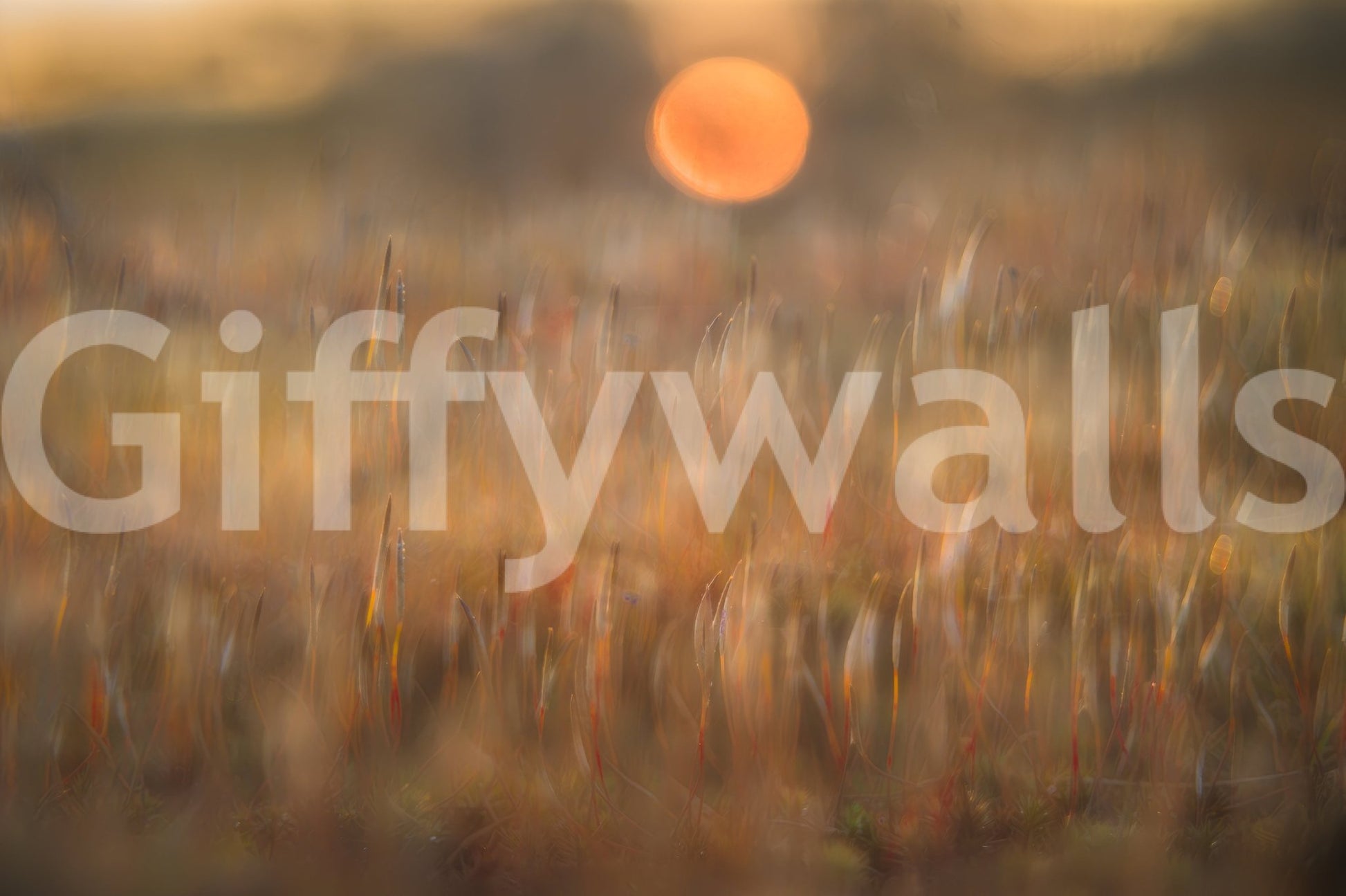 A high-quality serene flower wall mural for walls.