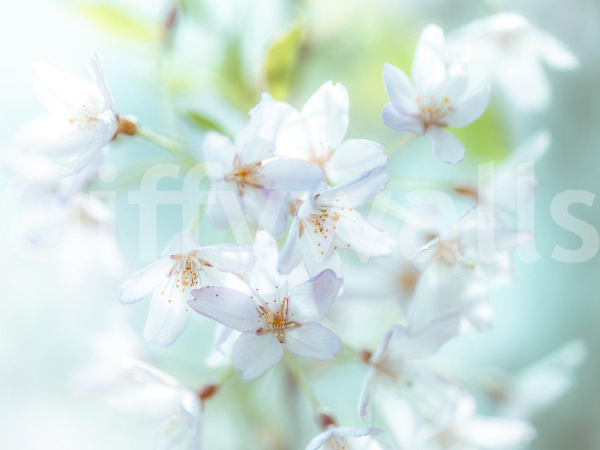 Contemporary Springtime Blossoms Wall Mural for a feature wall.
