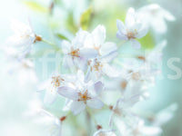 Contemporary Springtime Blossoms Wall Mural for a feature wall.