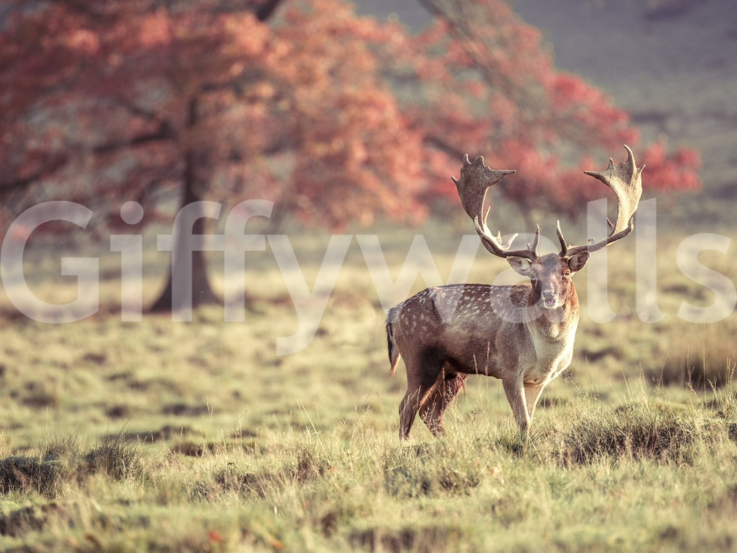 Detailed stag design on high-quality mural wallpaper

