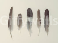 Ideal for adding a touch of natural elegance to interiors.

