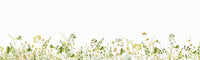 A lively summer meadow bloom wall mural for interiors, GD1244