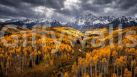 Sunlit Aspen Valley wall mural with detailed foliage and valley path, GD9247