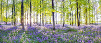Sunlight streaming through bluebell woods

