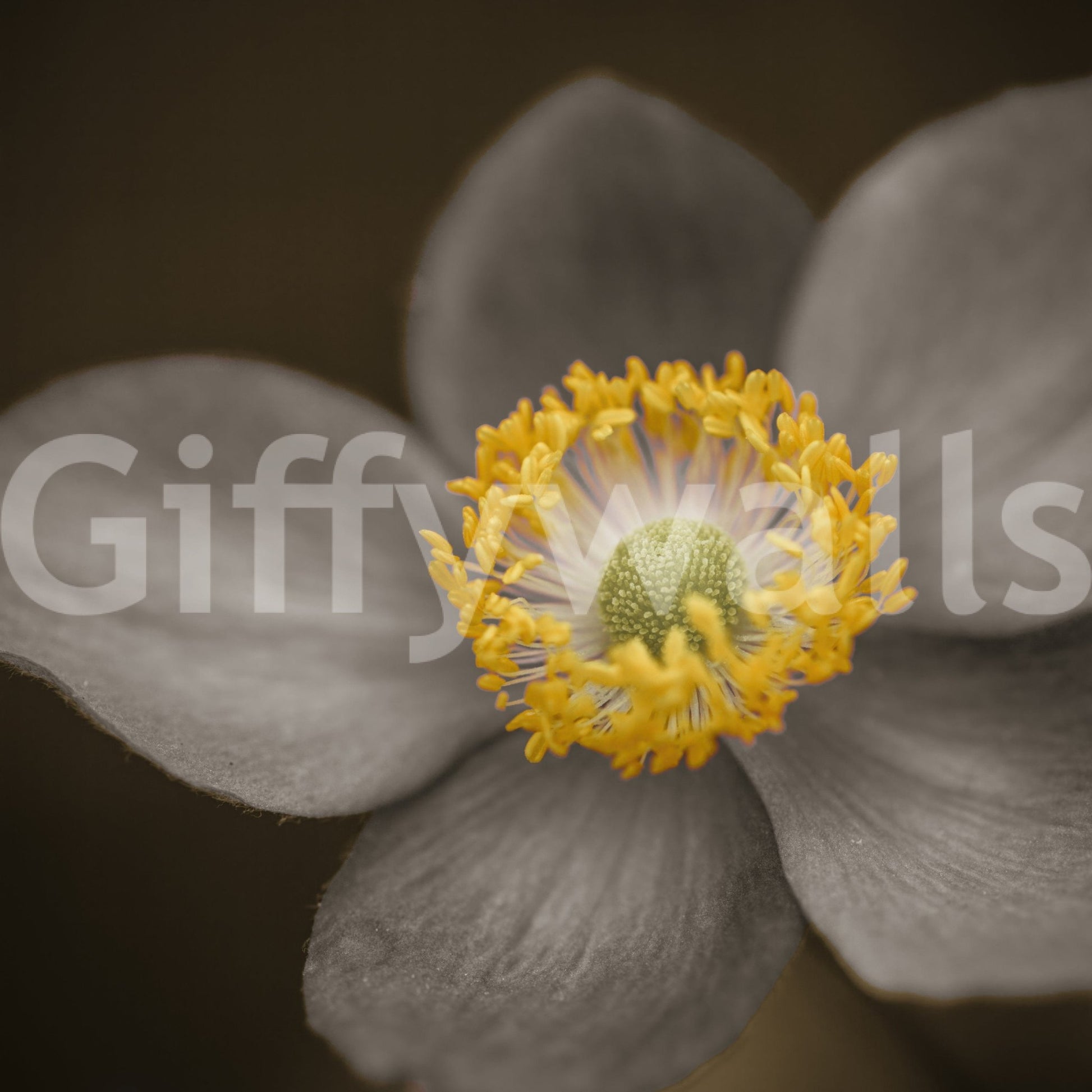 Sunlit Floral Essence, artistic wall decoration, stunning central detail., GD7114