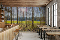 The trees are tall and majestic.

