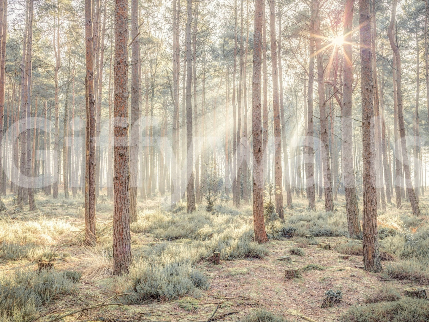 Quiet woodland haze wall mural with sun flare and muted greens