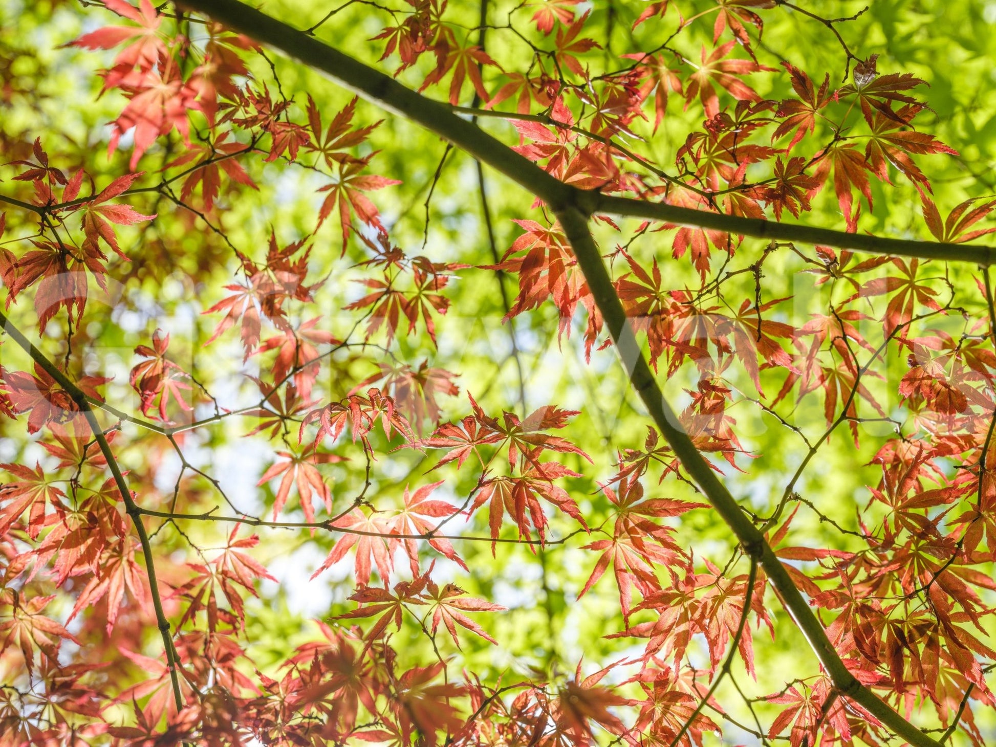 Vibrant and comforting aesthetic.

