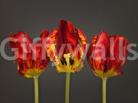 Decorative wall mural featuring bold tulip trio

