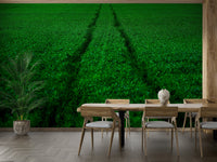 A calming modern sports wallpaper mural that defines a space.

