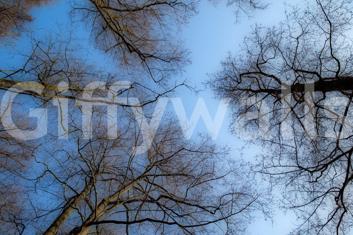 The Tranquil Canopy mural gives the space a quiet and modern touch.

