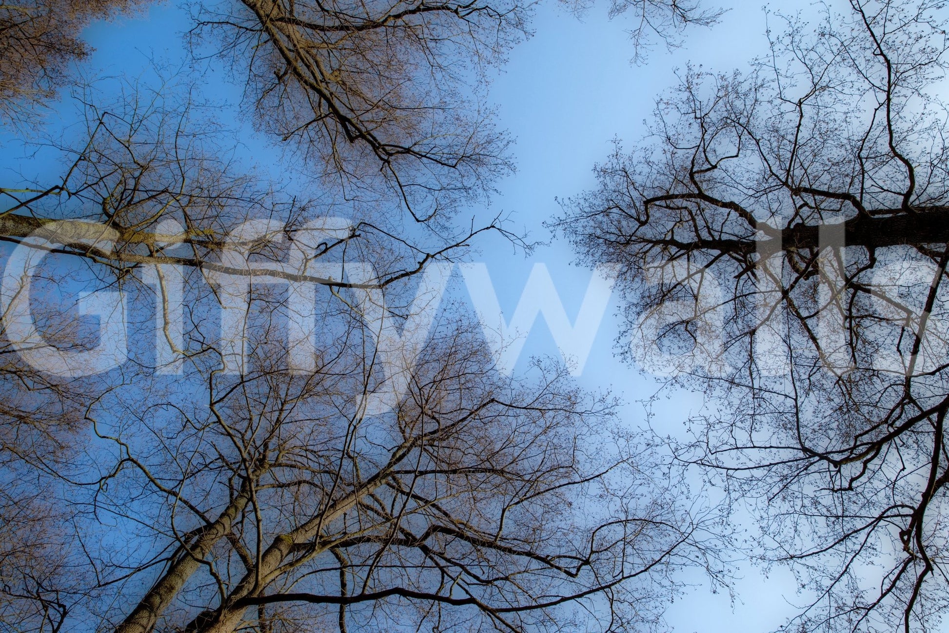 The Tranquil Canopy mural gives the space a quiet and modern touch.

