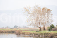 Dreamy landscape wall decor
