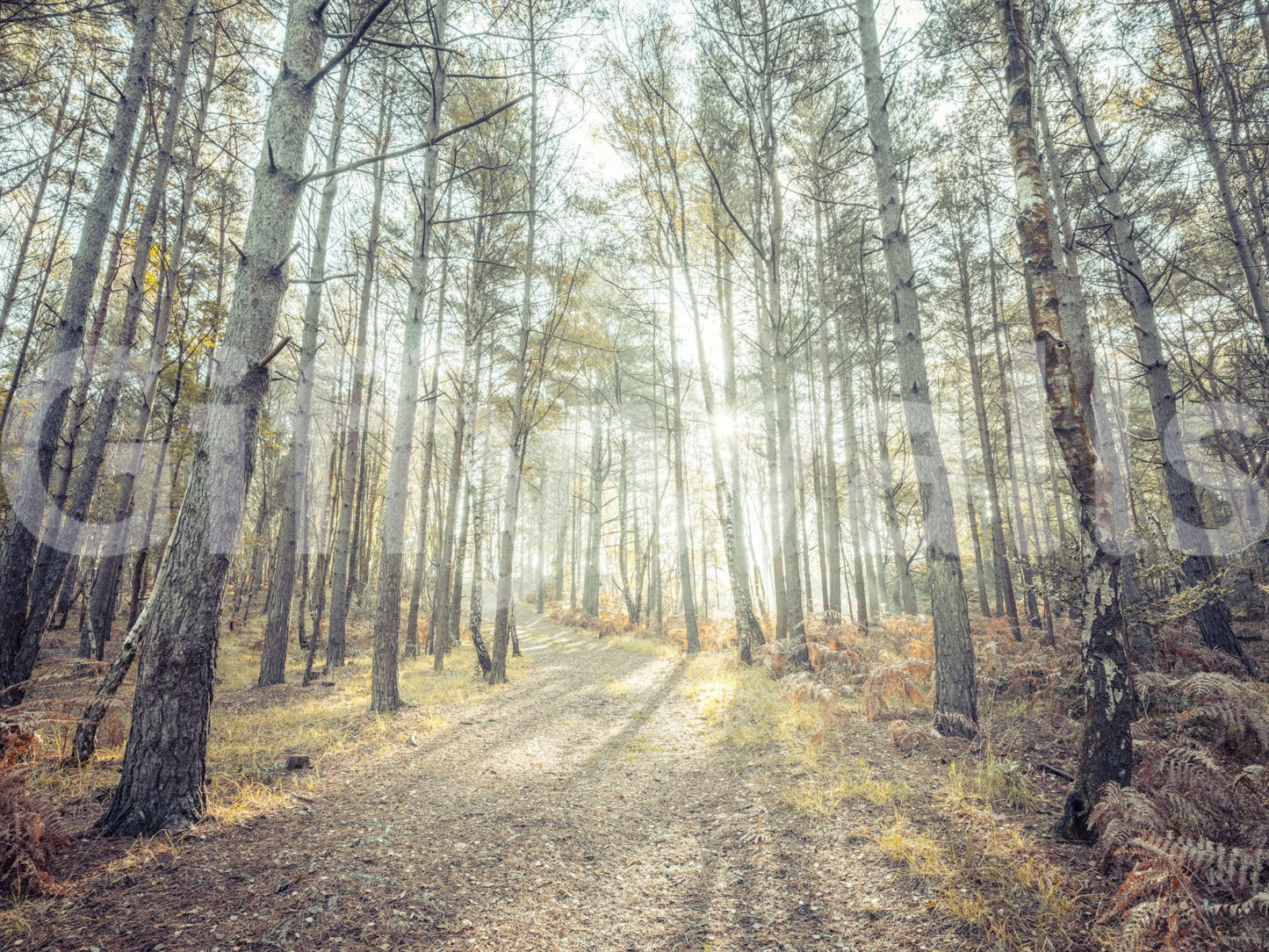 A high-quality rustic forest wall mural for walls.

