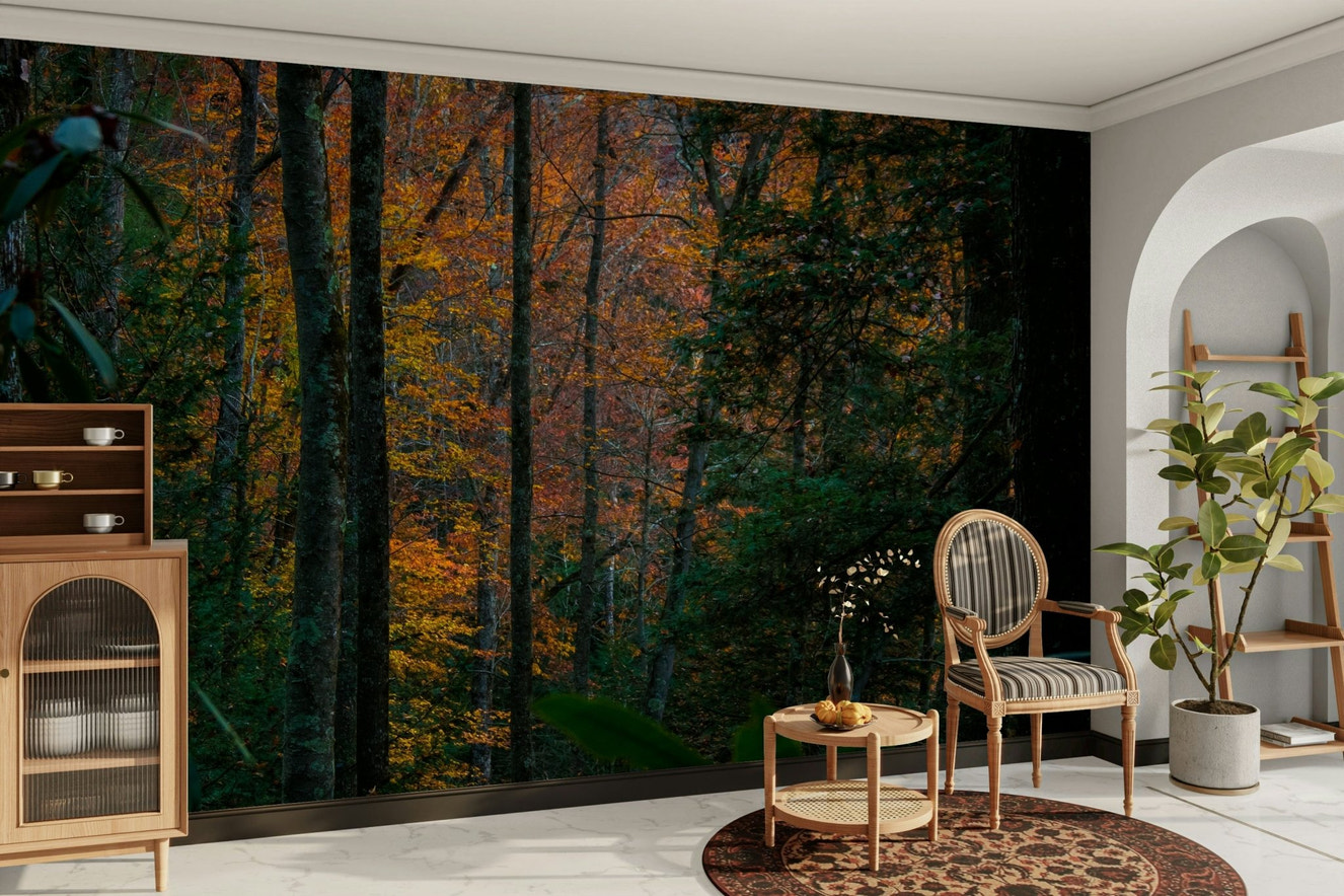 A beautiful dense forest wallpaper mural with tall trees.

