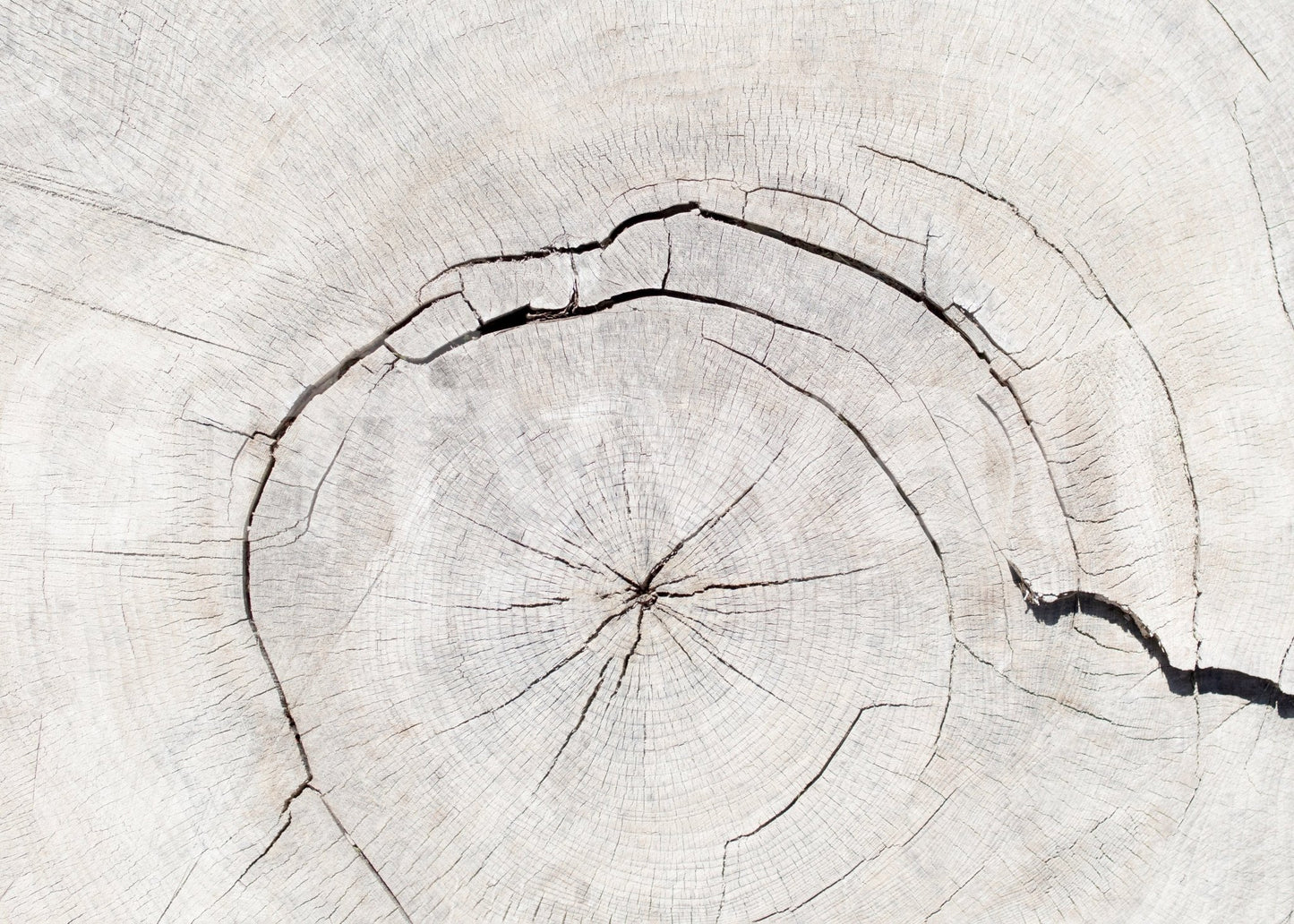 Durable botanical print wall decor for a professional reception area.