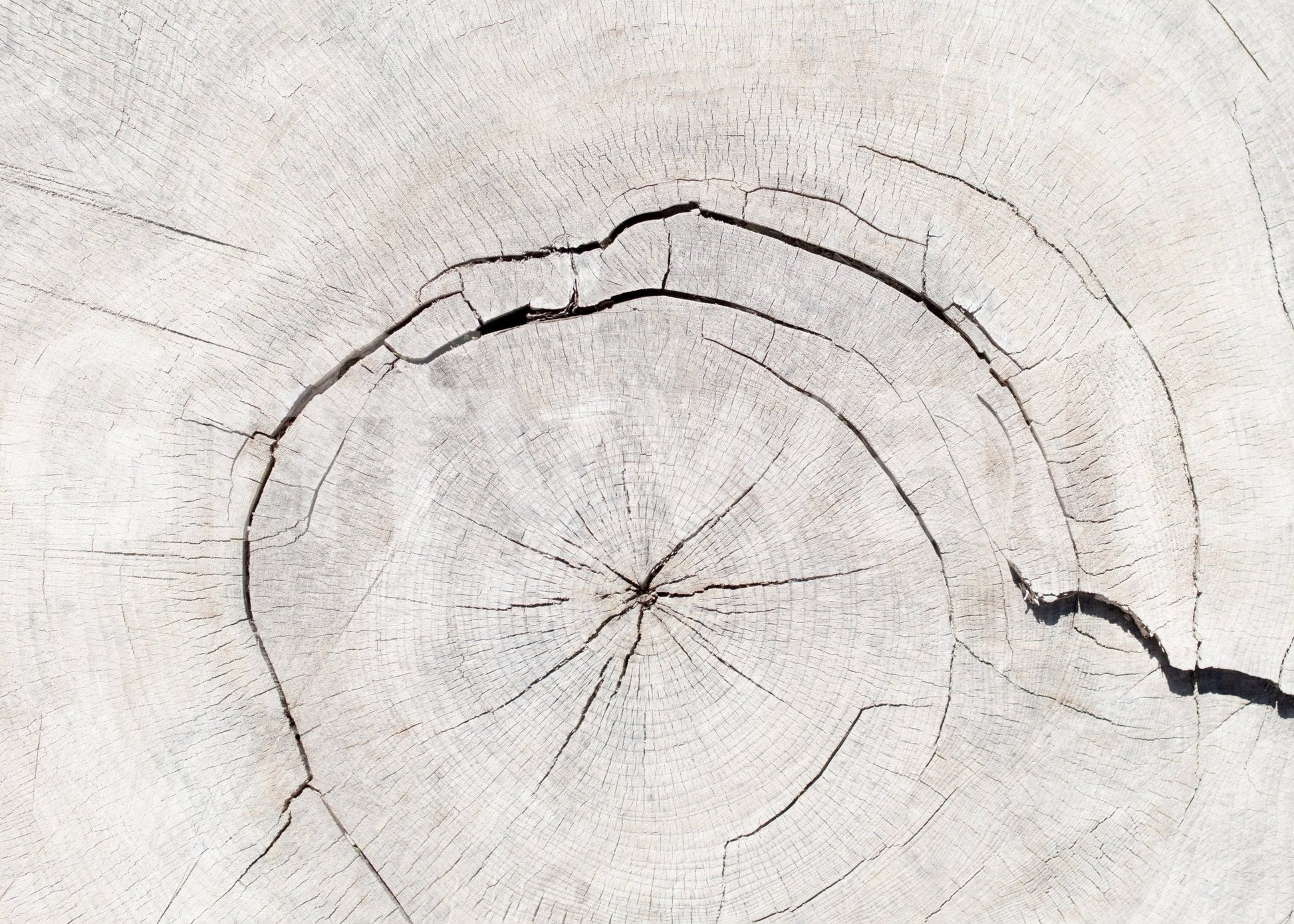 Durable botanical print wall decor for a professional reception area.