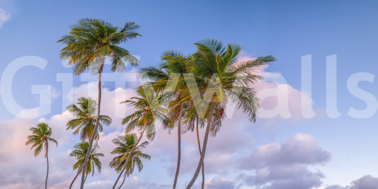 Pastel sky and tall palms in Tropical Palms Evening Wall Mural with soft cloud detail