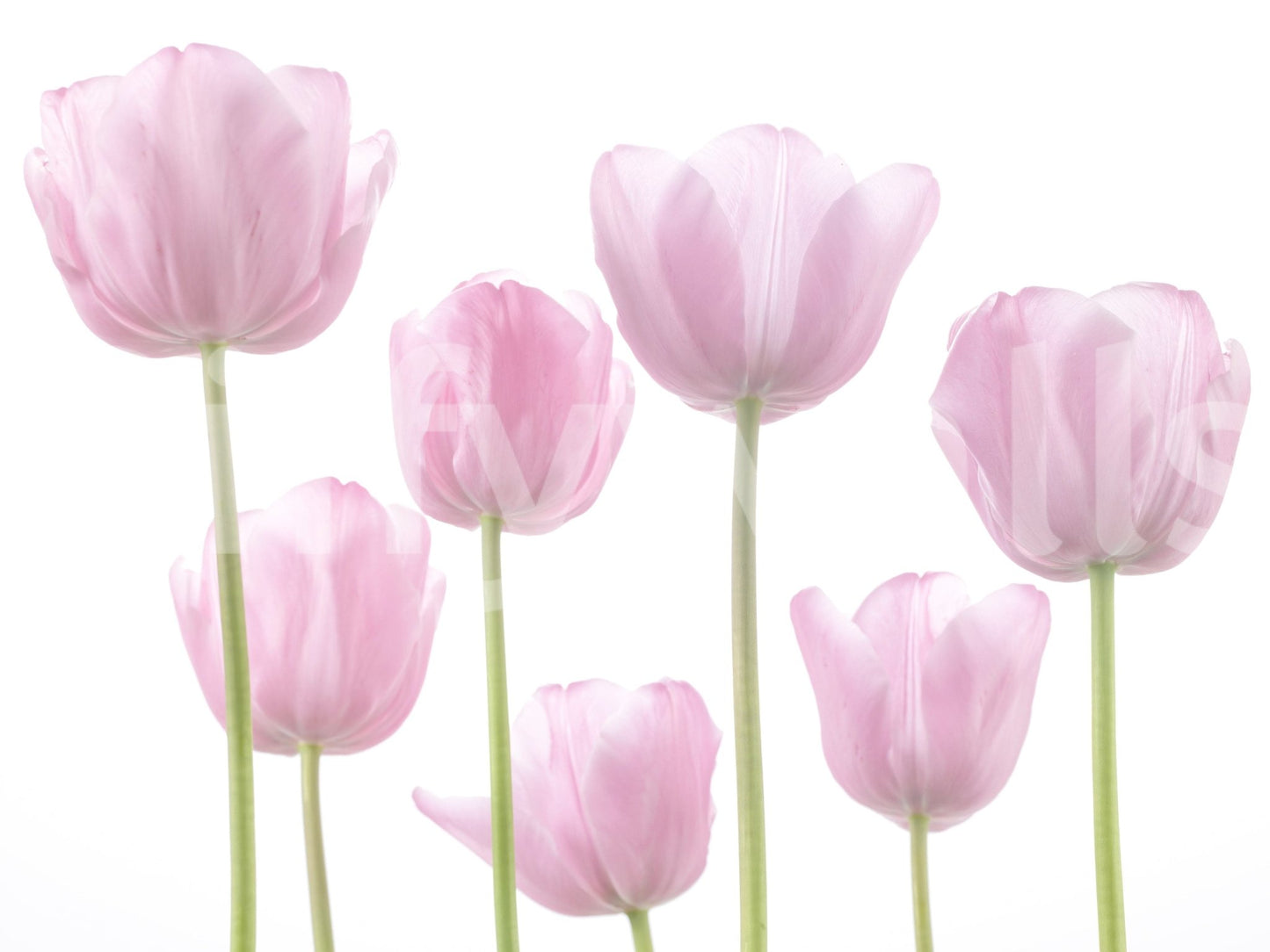 Fresh pink tulip display, beautiful simple art, Tulip Bulbs Wall Mural.