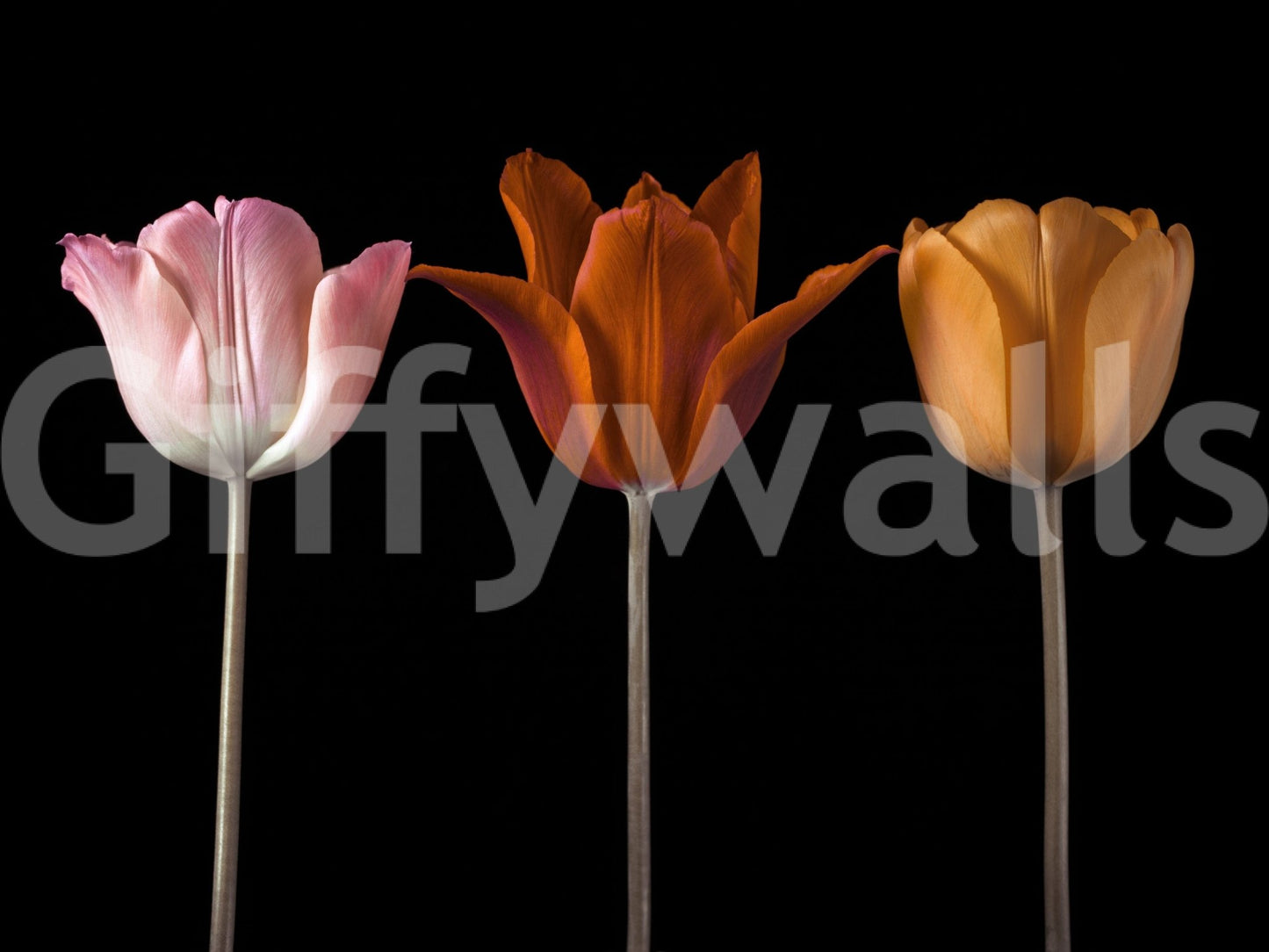 Refined botanical wallpaper for a professional workspace look., GD7712