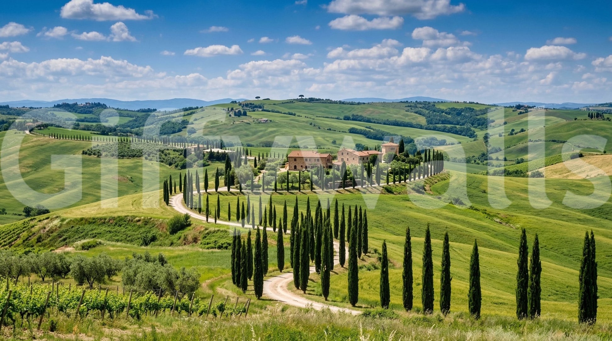 Tuscan Cypress Serenity Wall Mural