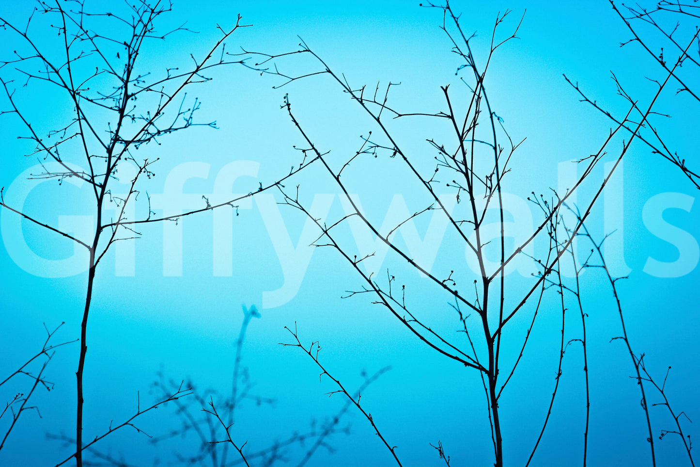 Twilight in the outdoors Wall Mural