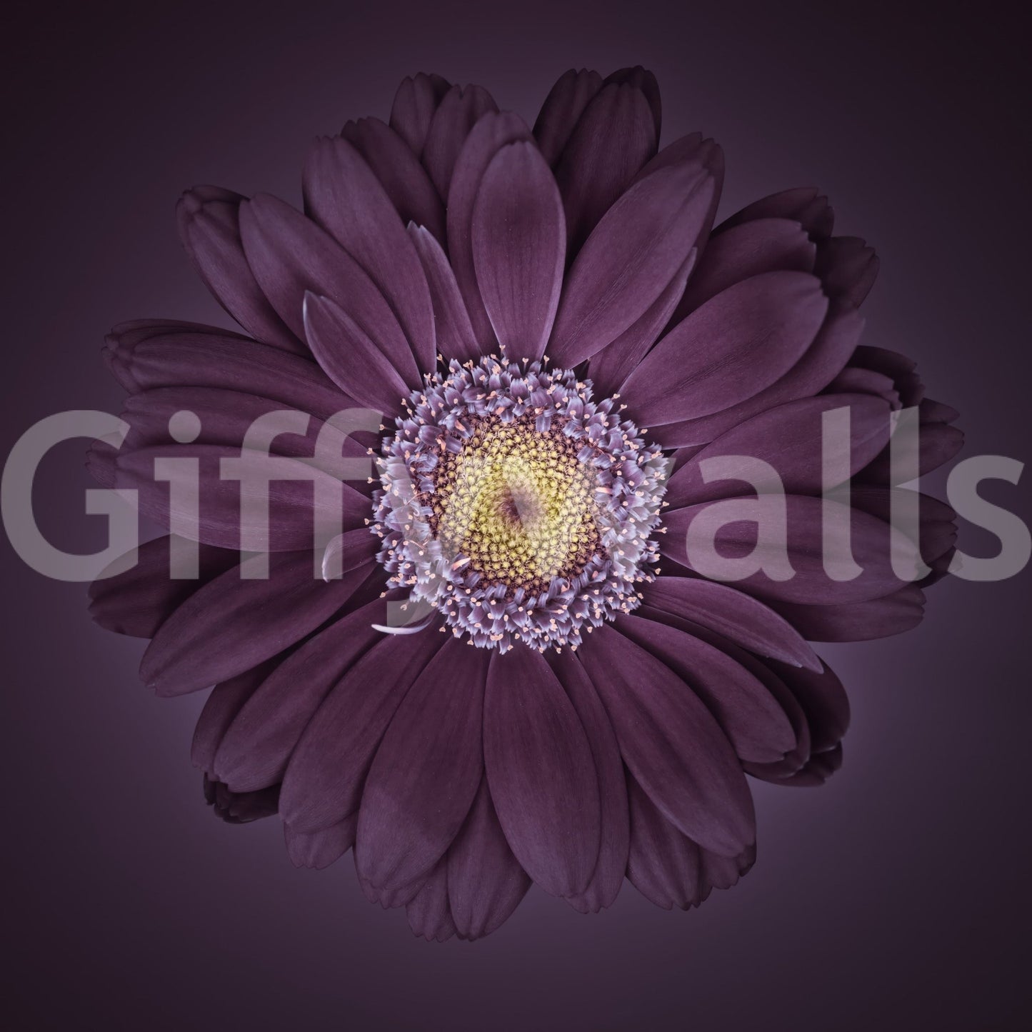 Velvet Bloom Wall Mural