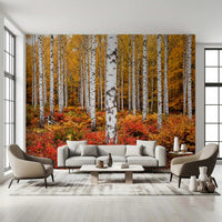 Vibrant Autumn Birches wall mural with dense woodland and fall tones