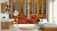 Bedroom wall featuring Vibrant Autumn Birches wall mural fall colors