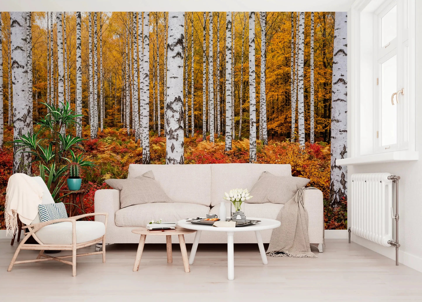 Scenic forest wall mural with Vibrant Autumn Birches autumn colors