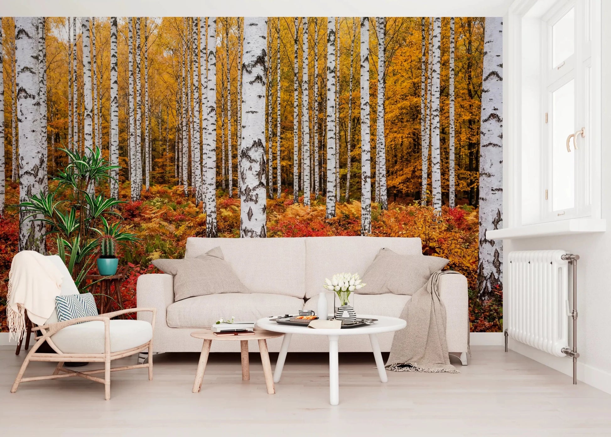 Scenic forest wall mural with Vibrant Autumn Birches autumn colors
