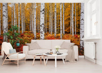 Scenic forest wall mural with Vibrant Autumn Birches autumn colors