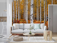 Vibrant Autumn Birches wall mural showing white birch trunks and foliage