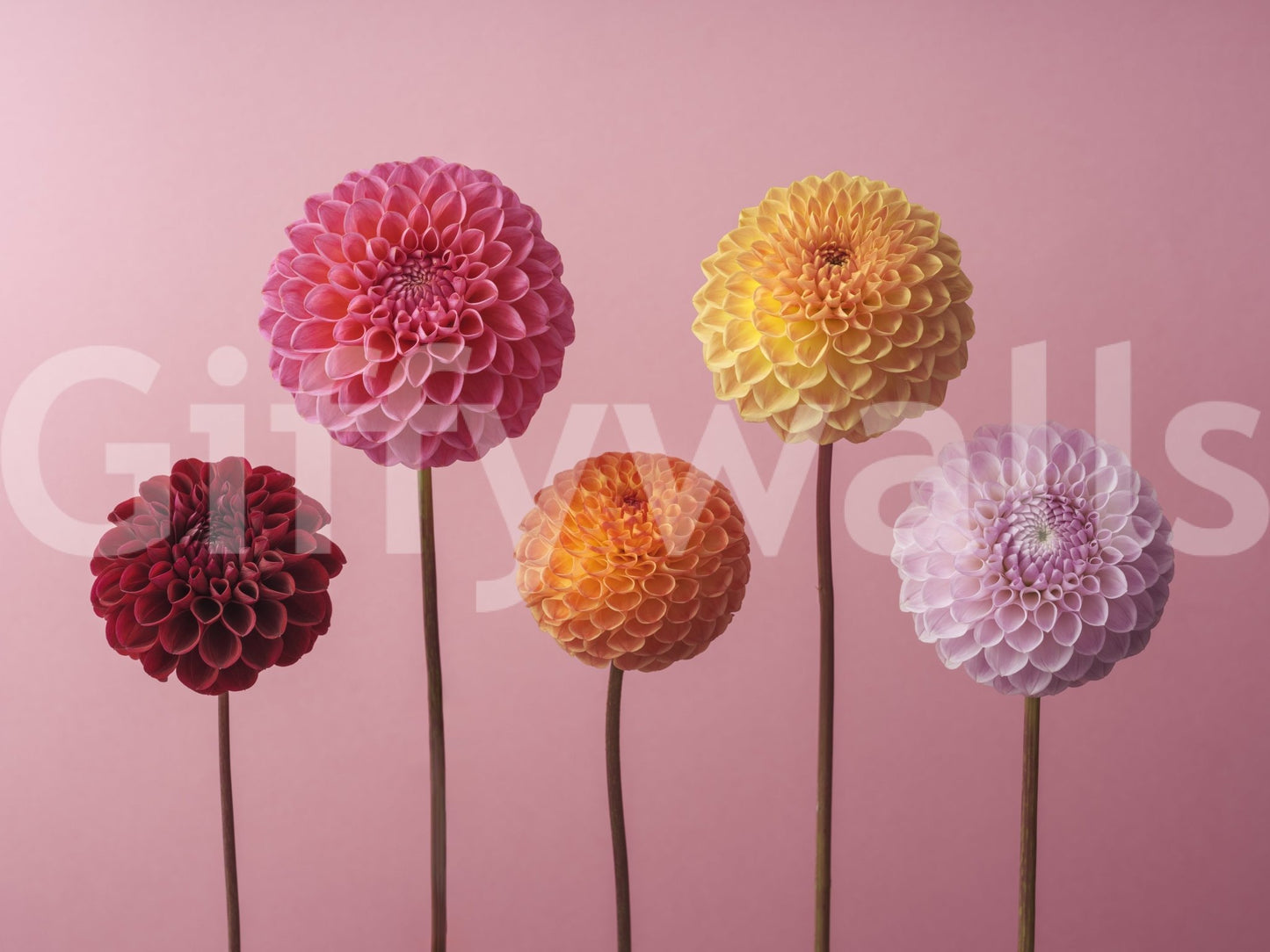 Ideal for adding a touch of nature and color to interiors.

