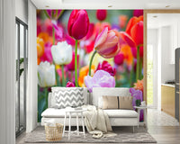 Different varieties and shapes of tulips are visible.

