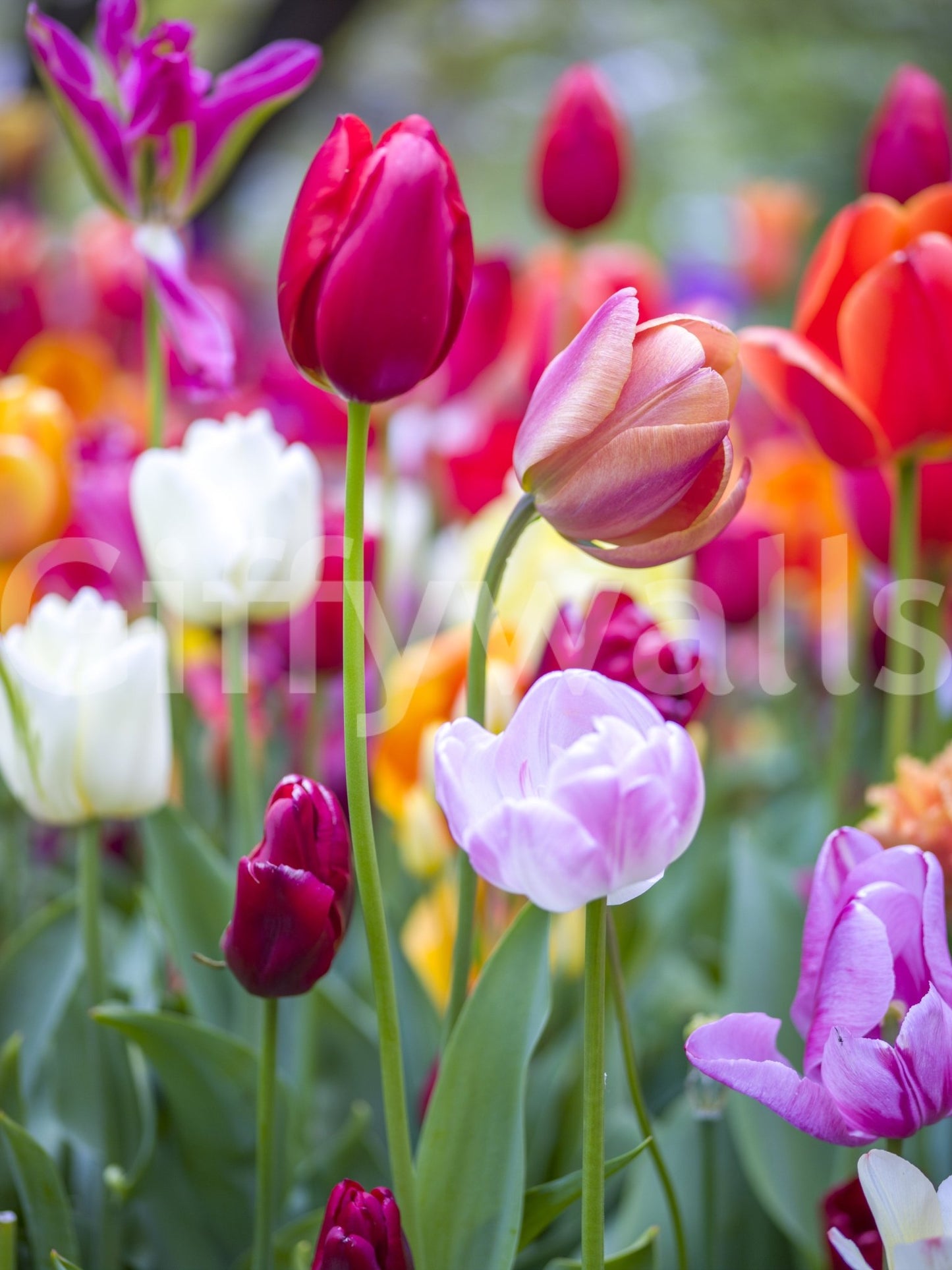 The overall feeling is cheerful and full of life.

