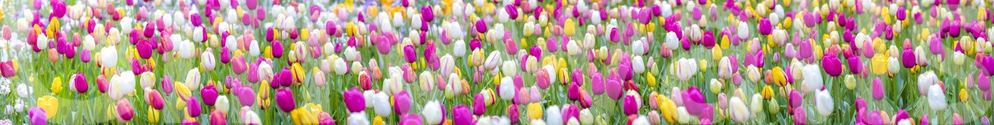 The style is a detailed photograph of a flower field.