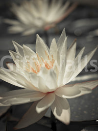 Elegant pond lily, beautiful close-up photo, unique floral wallpaper.