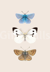 Native butterflies of England


