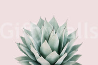 Decorative agave plant top view

