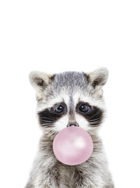 Raccoon blowing pink balloon gum

