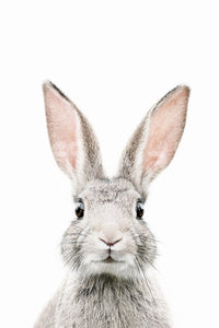 Calm bunny poster style image

