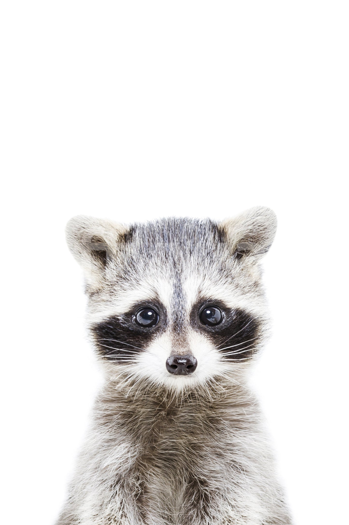 Cute animal mural with baby raccoon in forest setting

