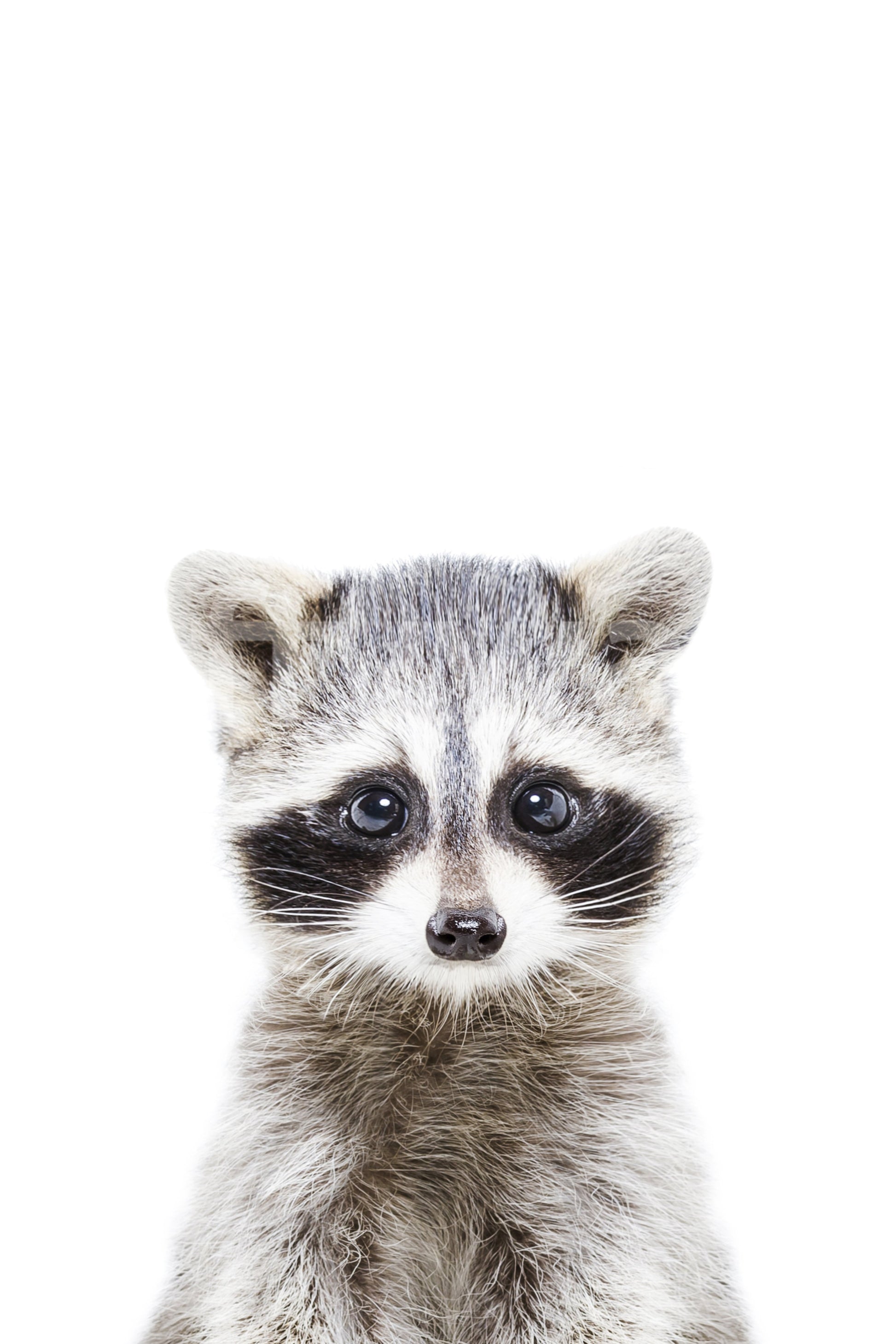 Cute animal mural with baby raccoon in forest setting

