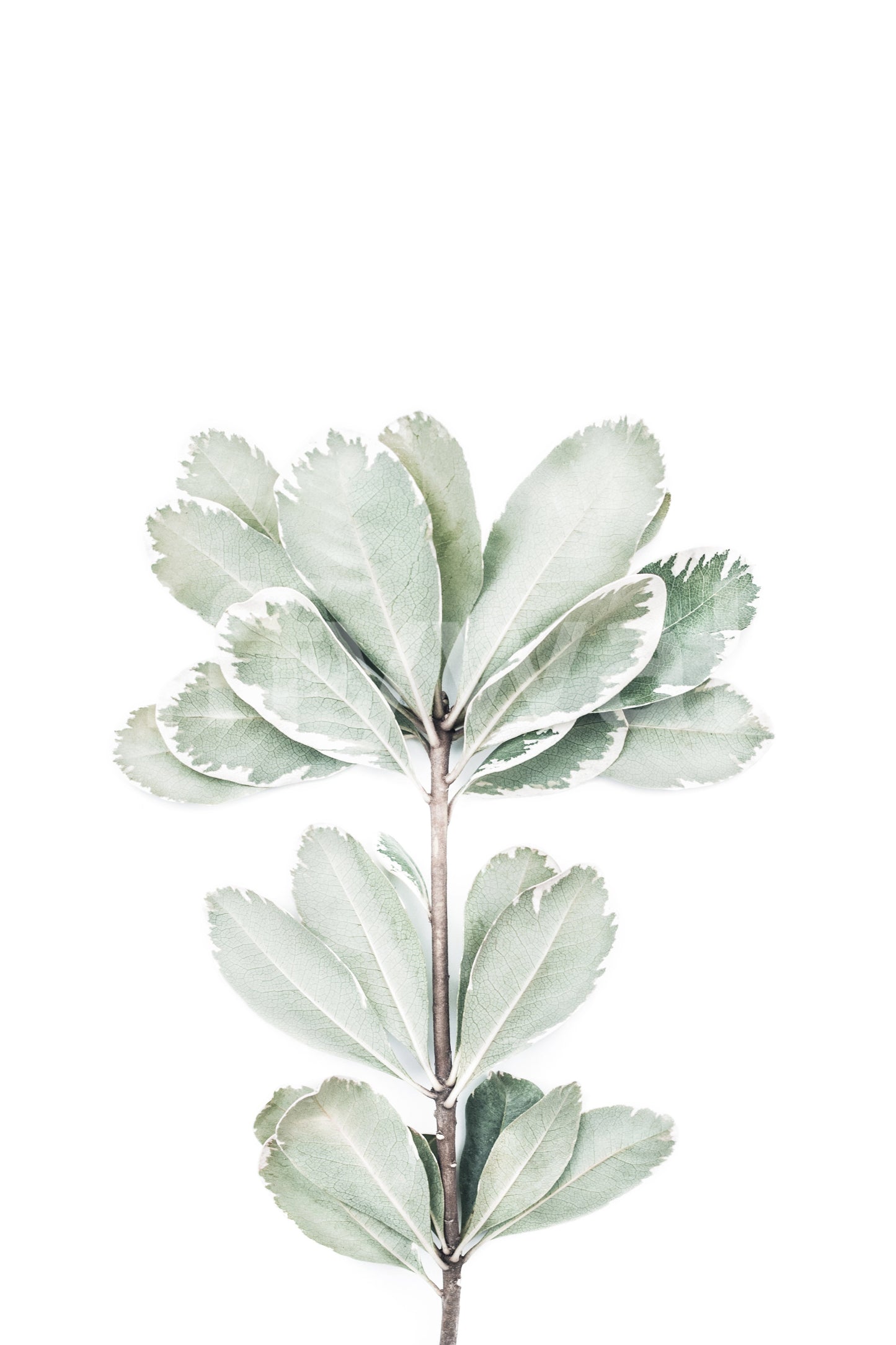 Botanical II Wall Mural